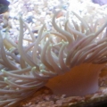 Anemone - Startled and then recovered