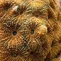 orange_Acan