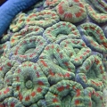 Acan_and_star