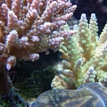 SPS_and_clam