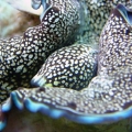 Max_Clam