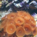 Brown Polyps