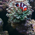 Goniopora w/ clown passing through