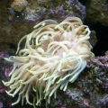 Long tentacle anemone