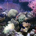 full tank shot
