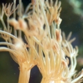 Xenia Sp.