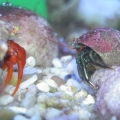 Hermit Crabs