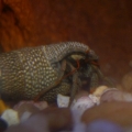 Hermit Crabs