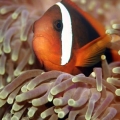 FIRE CLOWN FISH
