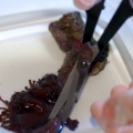 Cutting the Xenia