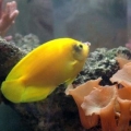 Yellow Angel