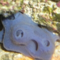 Blue Sponge