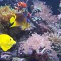 115 Gallon Reef