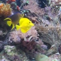 115 Gallon Reef