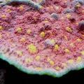 Willow's LPS Tank shots