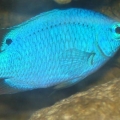 blue damsel