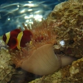 My Maroon Clown