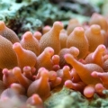 Happy Little Anemone
