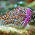 Fungia Coral Progress :)
