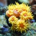 Sun Coral