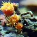 Sun Coral 2?