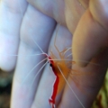 Hand Model's Secret