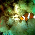Percula