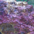 ALGAEPICTURE