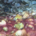 ALGAEPICTURE