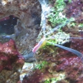SHRIMPONALGAE
