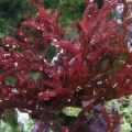 P1010158