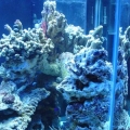 My tank shots with coral and friends!