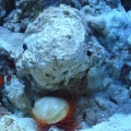 My tank shots with coral and friends!