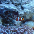 My tank shots with coral and friends!