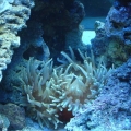 My tank shots with coral and friends!
