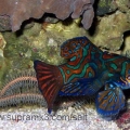 nemo_sweden3