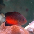 Angel Fish
