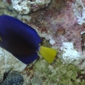 Purple Tang