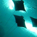 Georgia Aquarium pics