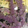 Lemnalia Coral