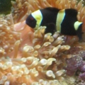 Clown and BTA
