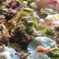 Shrooms