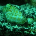 carribean conch