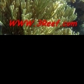 reef290
