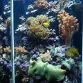 65 gallon Hexagon Reef