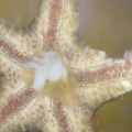 Sick Chocolate Chip Sea Star