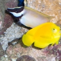 False Yellow ans Foxface