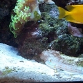 Orange Diamond Goby