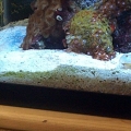 Mated Pair of Gobies