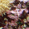 unknown worms